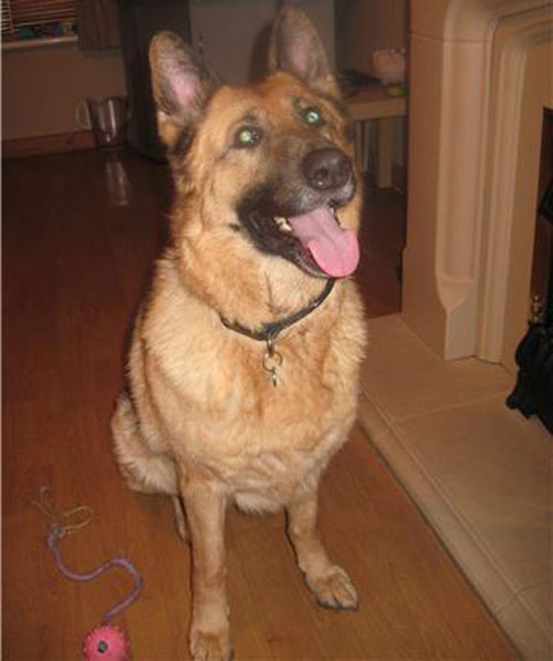 savannah gsd