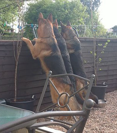 3 gsd's looking over the fence