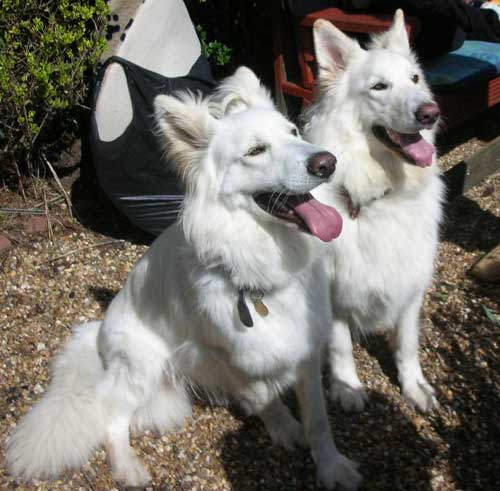 two whit gsd's