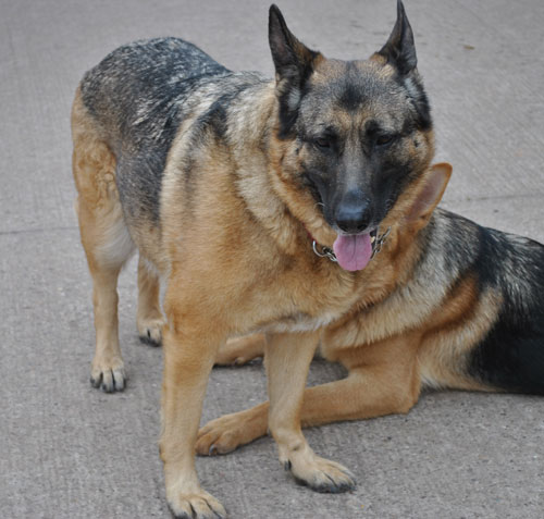 sha 6 year old gsd