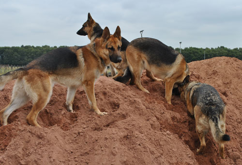 sha the gsd in the sandpit