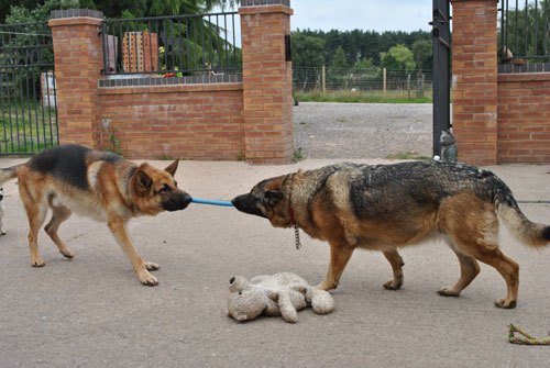 two gsd's playing tug of war