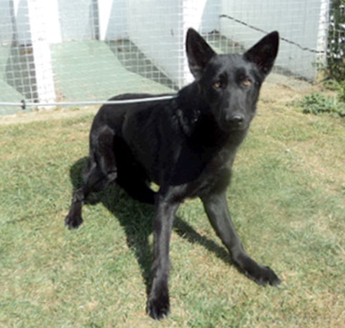 shadow short coat black gsd