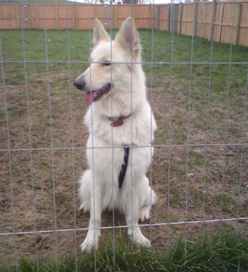 shadow white gsd