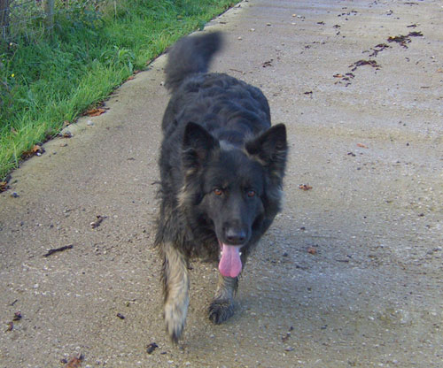 shadow long coat gsd