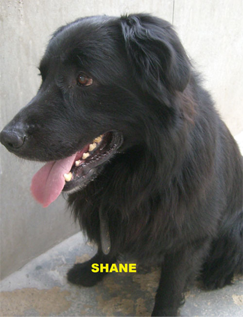 shane gsd cross