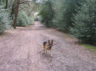 shane the GSD enjoying his walk