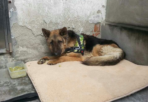 rex german shepherd cruelty case