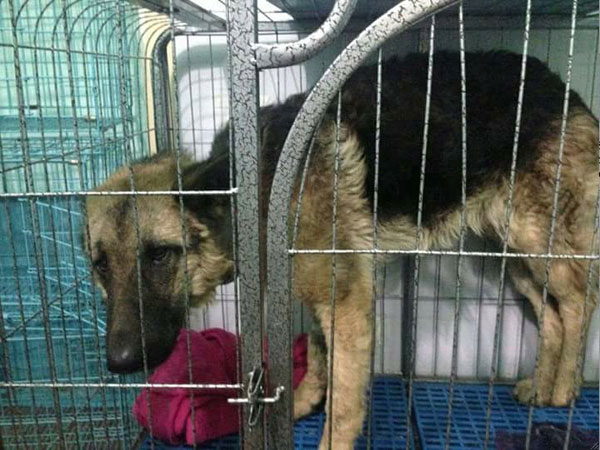 rex an utterly broken german shepherd from Shanghai