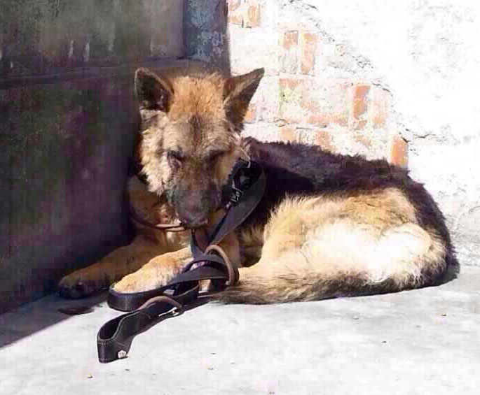 rex appalling cruelkty to a german shepherd in shanghai