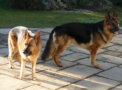 heiko and sheba gsd's