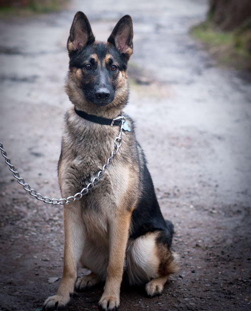 sheba young gsd