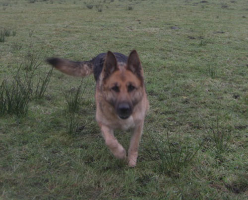 sheeba gsd