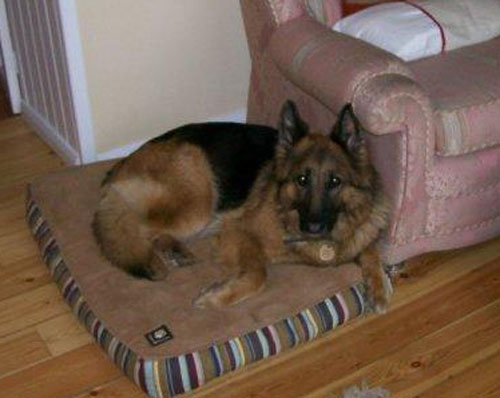 sheera gsd urgently needs a home