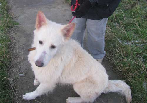 sherry the white gsd
