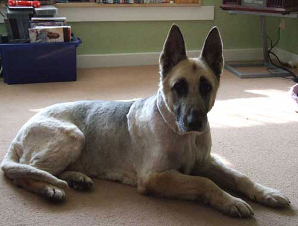 sheba the german shepherd after she was shaved