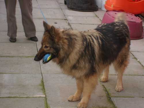 simba playimg with his ball