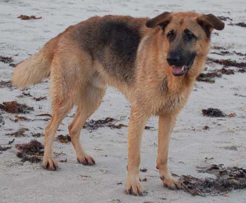 simba on the beach