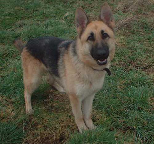 beautiful skye the young GSD