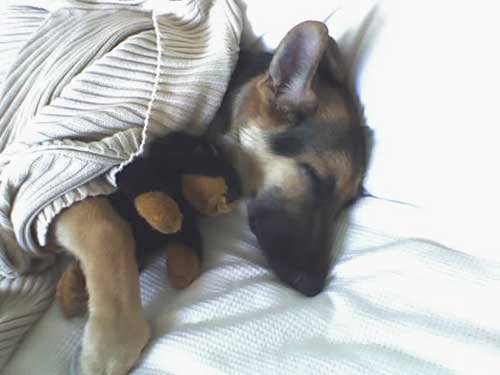 gsd having a snooze