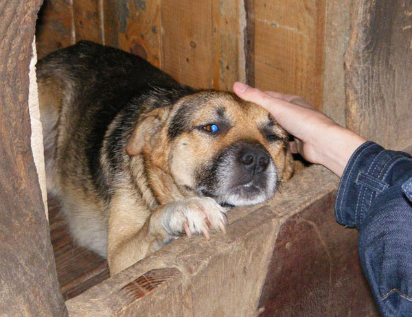 smiley the gsd cross before he was rescue