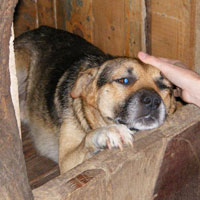 Smiley a dog that had only known abuse