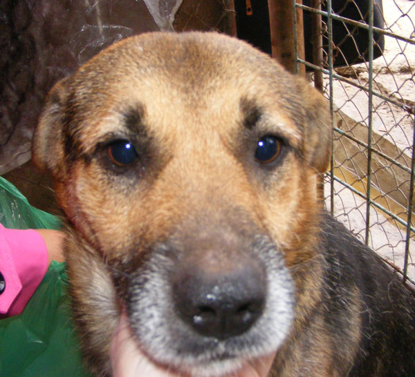 the face of the beautiful Smiley a Romanian GSD cross