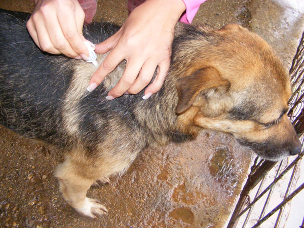 Smiley gsd cross being prepared for his trip to the UK