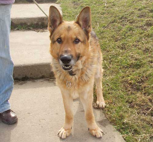 smoky the gsd