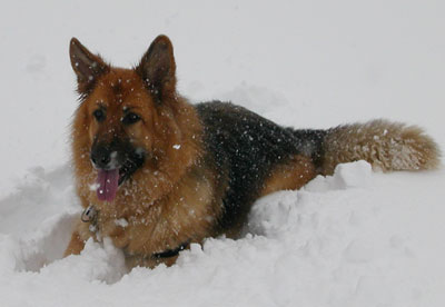 mellow the german shepherd lying in the snow