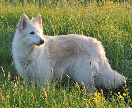 snowy white gsd