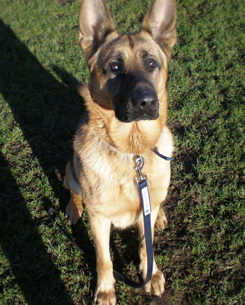 snug gsd