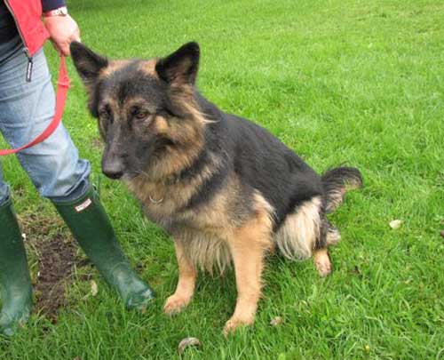 female german shepherd