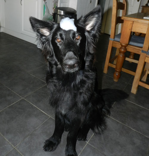 german shepherd with soap suds on his head