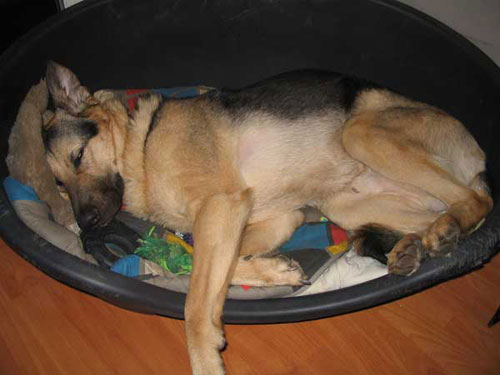spider the gsd asleep in his basket