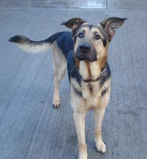 Spider the german shepherd