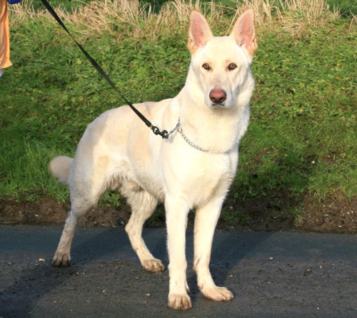 spirit white gsd