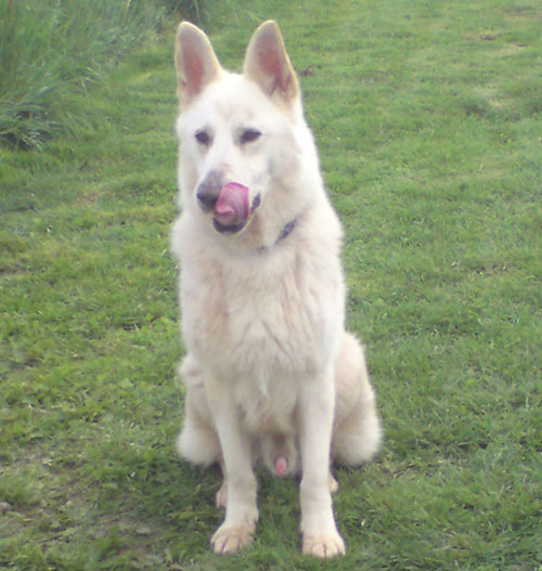 stan lee white gsd