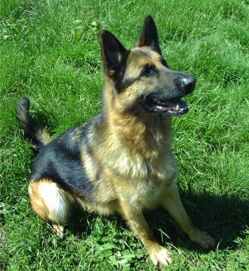 stan gsd