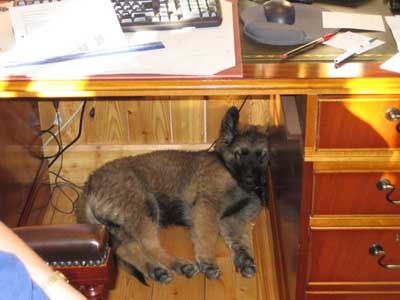 Stein GSD puppy sleeping