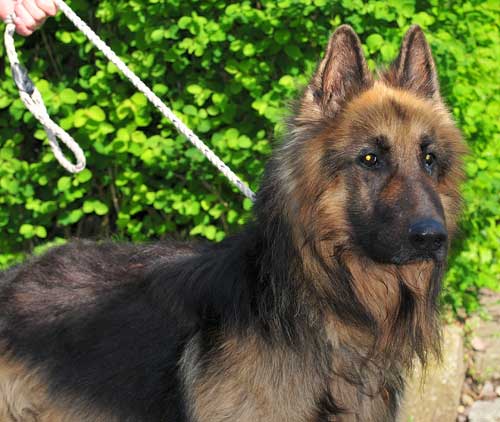 stig the gsd with a lovely face