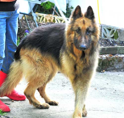 stig the gsd beweildered and confused