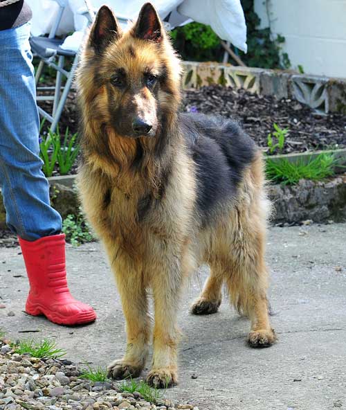 stig beautiful long coat GSD