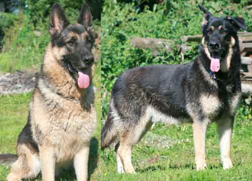 benson and storm gsd brothers