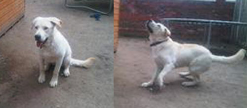 storm white gsd cross puppy