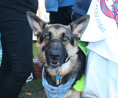 german shepherd dog
