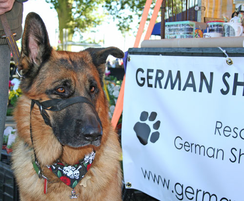 gsd wearing a halti sitting by the stand