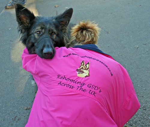 gsdr merchandise pink jacket