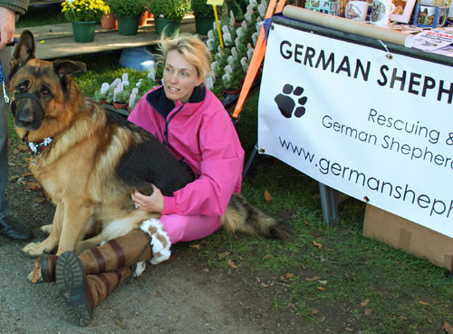 sasha the gsd having a nosey