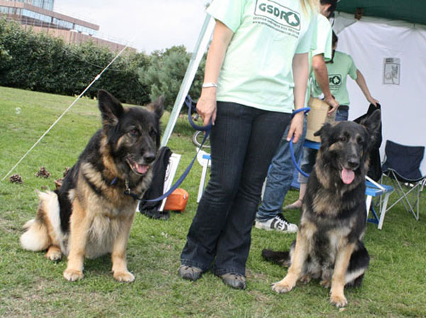 carmen and cassie the gsd's